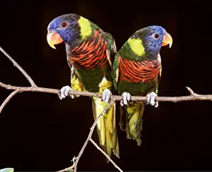 Lorikeet: RAINBOW LORIKEET - pair on branch
