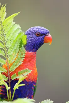 Haematodus: Rainbow Lorikeet - Peering from behind a leaf