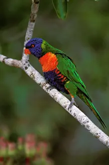 Haematodus: Rainbow Lorikeet - Perched on branch