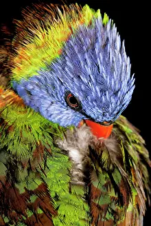 Eric Lindgren: Rainbow Lorikeet - preens back feathers