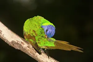Eric Lindgren: Rainbow Lorikeet - preens itself after a rain-shower
