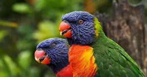 Rainbow: Rainbow Lorikeet (trichoglossus haematodus moluc