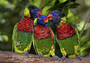 Mutual: Rainbow Lorikeets