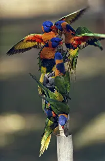 Trichoglossus: Rainbow Lorikeets
