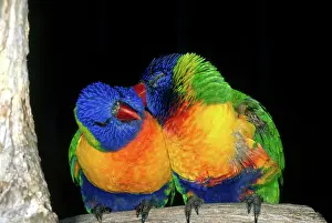 Mutual: Rainbow Lorikeets