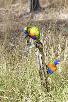 Intelligence: Rainbow lorikeets