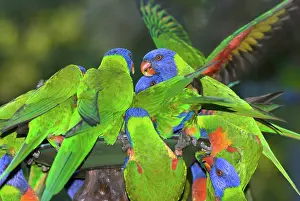 Trichoglossus: Rainbow Lorikeets