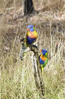 Trichoglossus: Rainbow lorikeets