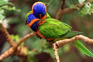 Friel: Rainbow Lorikeets