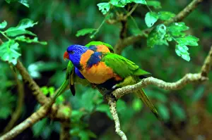 Friel: Rainbow Lorikeets