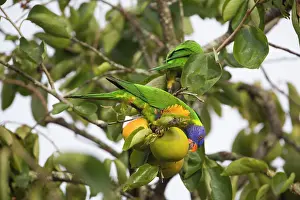 Trichoglossus: Rainbow Lorikeets - feeding on a persimmon - orchard