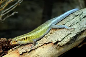 Skink: Rainbow Mabuya (Trachylepis quinquetaeniata), captive