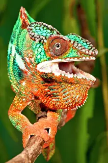 Pardalis: Rainbow Panther Chameleon, Fucifer pardalis