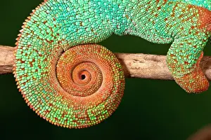 Pardalis: Rainbow Panther Chameleon, Fucifer pardalis