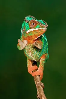 Pardalis: Rainbow Panther Chameleon, Fucifer pardalis