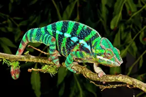 Pardalis: Rainbow Panther Chameleon, Fucifer pardalis