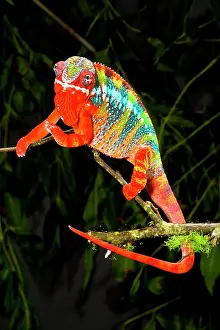 Pardalis: Rainbow Panther Chameleon, Fucifer pardalis