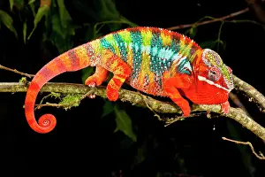 Pardalis: Rainbow Panther Chameleon, Fucifer pardalis