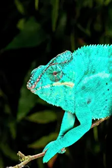 Pardalis: Rainbow Panther Chameleon, Fucifer pardalis