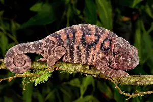 Pardalis: Rainbow Panther Chameleon, Fucifer pardalis