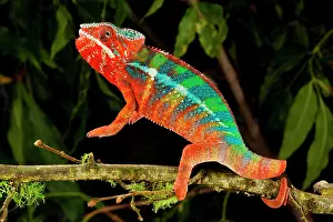 Pardalis: Rainbow Panther Chameleon, Fucifer pardalis