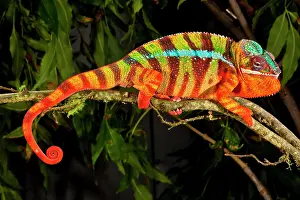 Pardalis: Rainbow Panther Chameleon, Fucifer pardalis