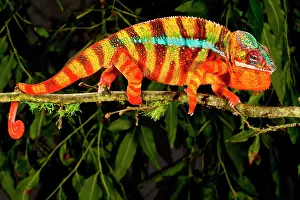 Pardalis: Rainbow Panther Chameleon, Fucifer pardalis