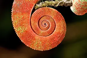 Pardalis: Rainbow Panther Chameleon, Fucifer pardalis