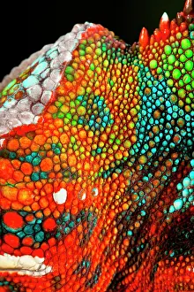 Pardalis: Rainbow Panther Chameleon, Fucifer pardalis