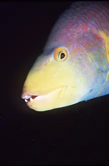 Lips: RAINBOW PARROTFISH