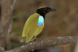 Pitta: Rainbow Pitta