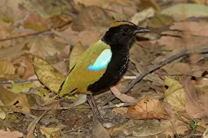 Pitta: Rainbow Pitta