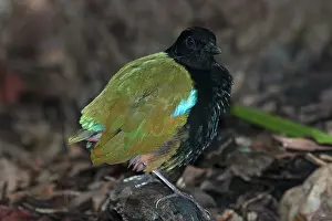 Pitta: Rainbow Pitta