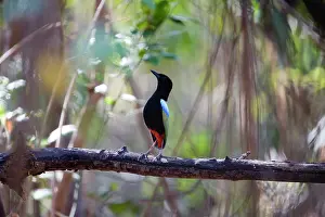 Pitta: Rainbow Pitta - displaying