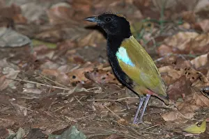 31517: Rainbow Pitta foraging on the forest floor Lee Point