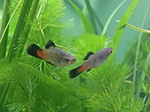 Xiphoporus: Rainbow platy - pair side view by weeds