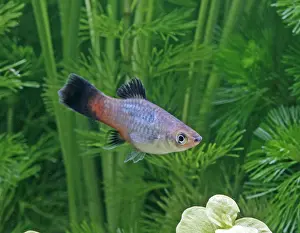 Xiphoporus: Rainbow platy - side view by weeds