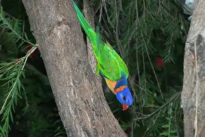 Trichoglossus: Rainbow / Red-collared Lorikeet