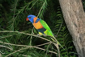 Trichoglossus: Rainbow / Red-collared Lorikeet