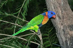Trichoglossus: Rainbow / Red-collared Lorikeet