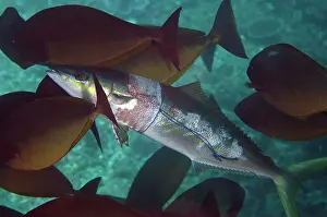Jack: Rainbow Runner trapped in plastic