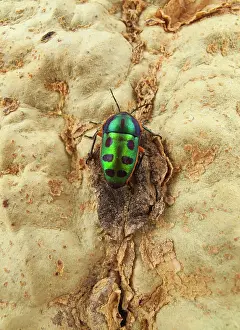 Fever: Rainbow Shield Bug
