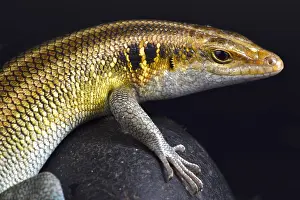 Skink: Rainbow Skink (Trachylepis quinquetaeniata)