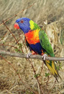 Haematodus: Rainbow / SwainsonIs LORIKEET / Blue-cheeked /