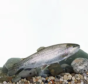 Aquariums: RAINBOW TROUT