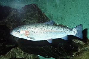 Emma Coghlan: RAINBOW TROUT