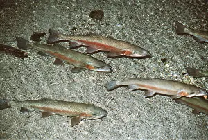 Trout: RAINBOW TROUT