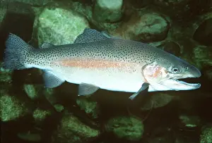Gills: Rainbow Trout
