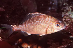 Rainbow: RAINBOW TROUT - WHOLE BODY