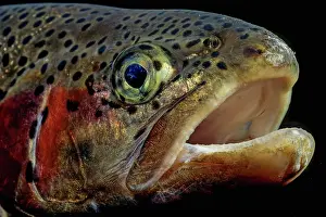 Werdenfelser: Rainbow trout (Oncorhynchus mykiss), portrait, Badersee